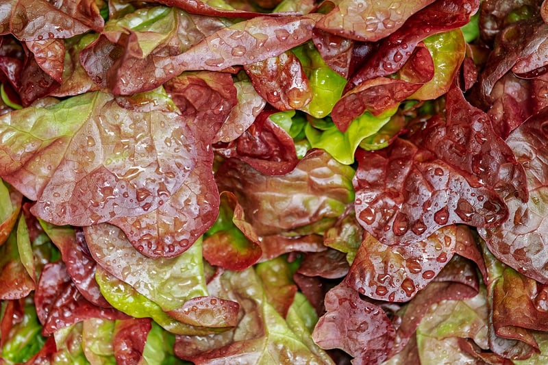 Fresh Garden Salads